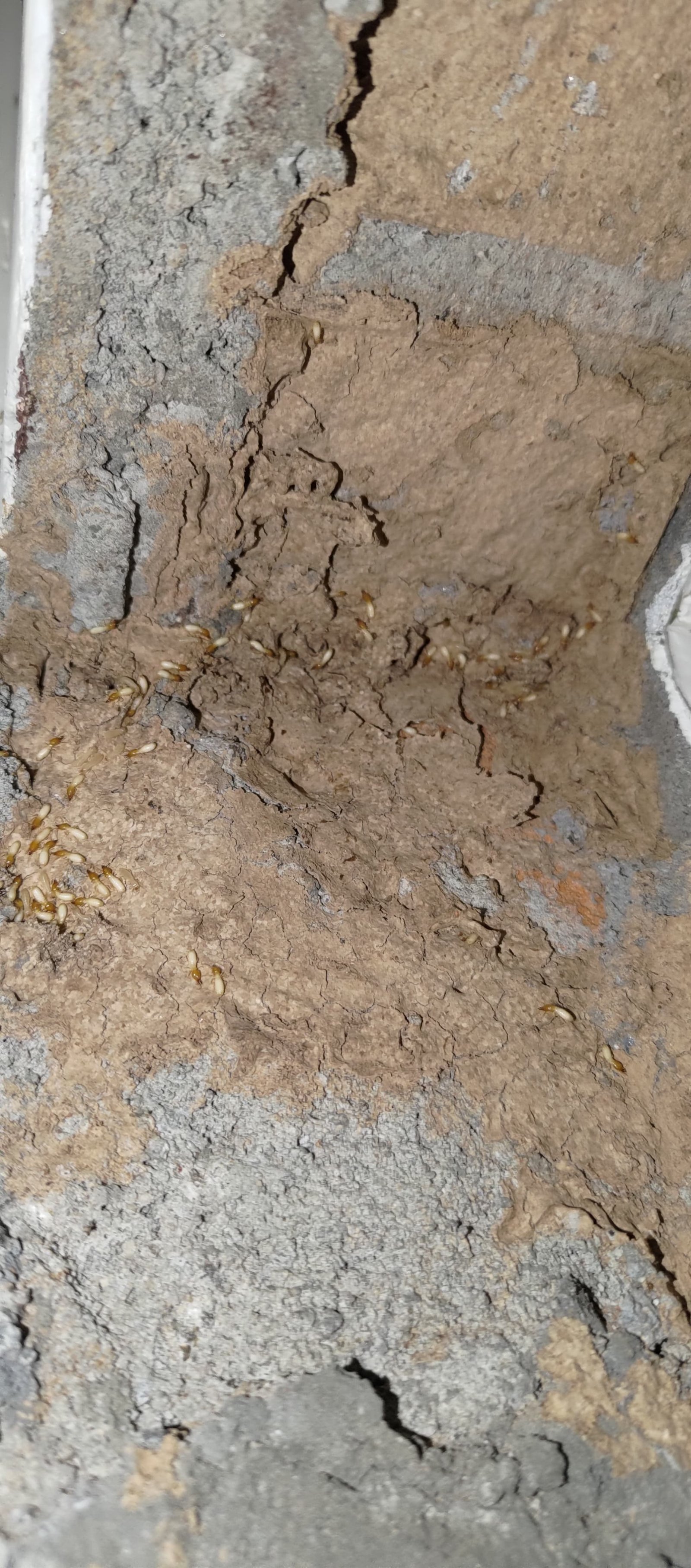 Rodent bait station